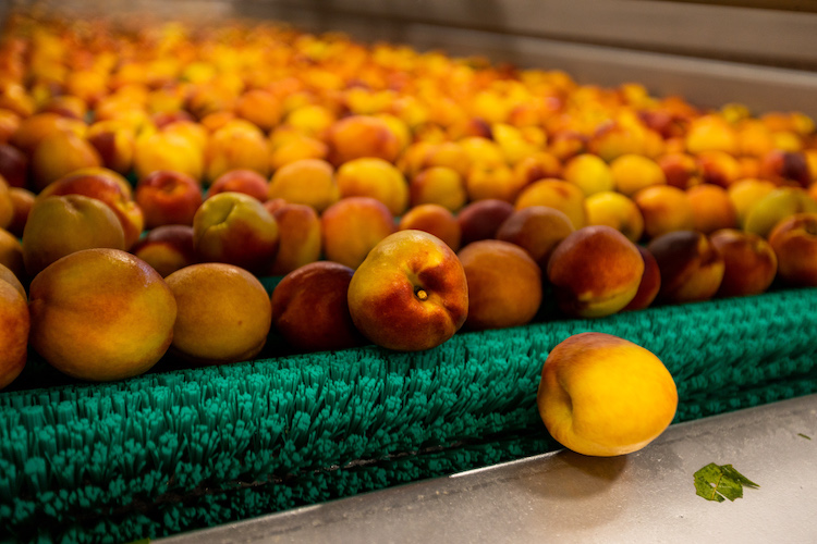 Ontario tender fruit season promises exceptional quality The Grower